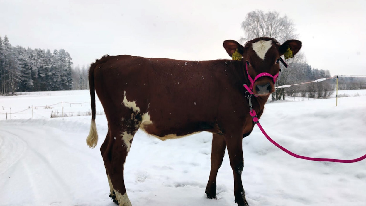 Genomiarvo 40 on ayrshirelle kova lukema. Auringonkukka on poikkeusyksilö.