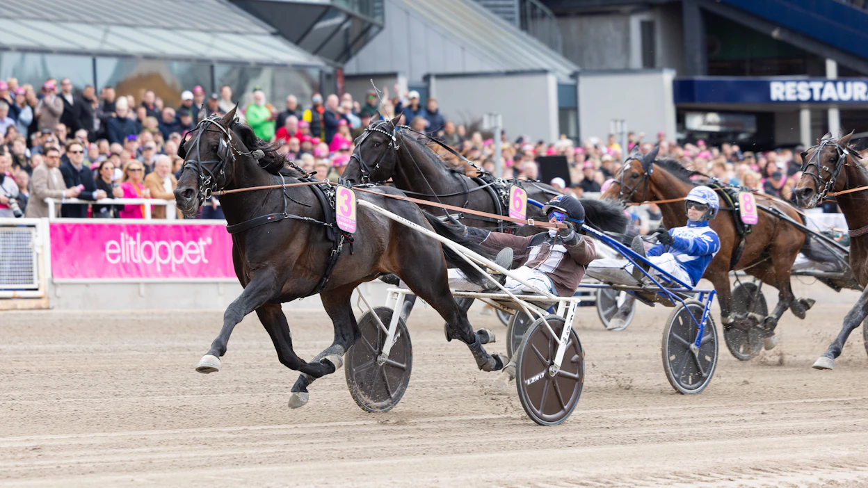 Don Fanucci Zet voitti toukokuussa Solvallassa Elitloppetin karsinnan. Finaalissa ori sijoittui Go On Boyn jälkeen toiseksi.
