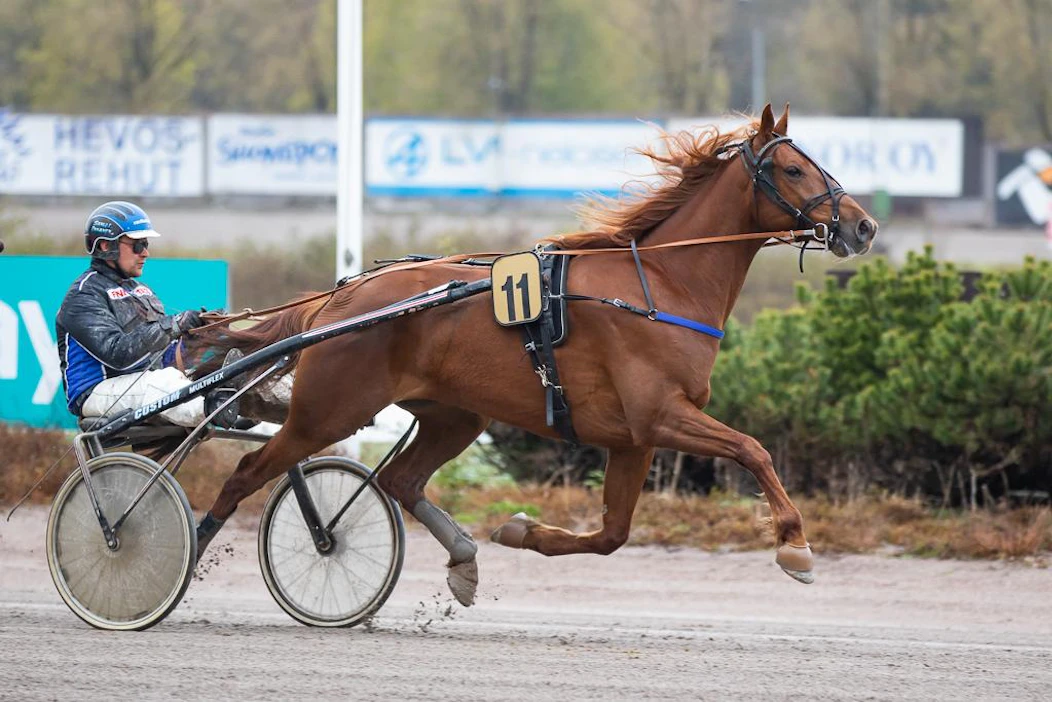 Iskeekö punarautias Intuto illalla ykköseksi? Tänään ruunan rattailla on sen valmentaja Kari Innanen, vuoden 2010 amatööriohjastajien Suomen mestari.