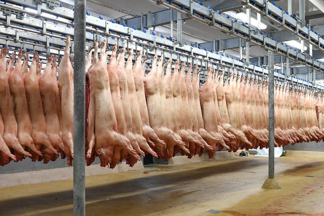 EU:n sikamarkkinoiden Kiina-riippuvuus kasvaa - Maatalous - Maaseudun  Tulevaisuus