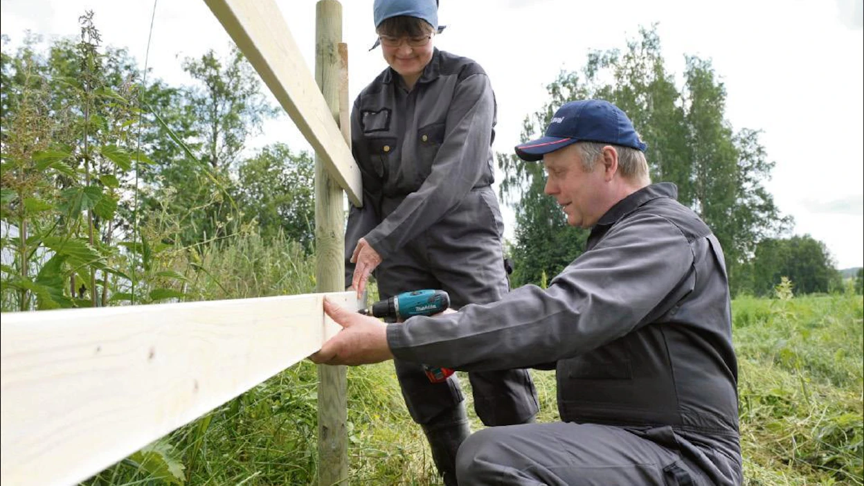 Matti ja Leena Pihlaja rakensivat viime viikolla hiehoille aitaa. Karja uudistetaan omista lehmistä. juha harju