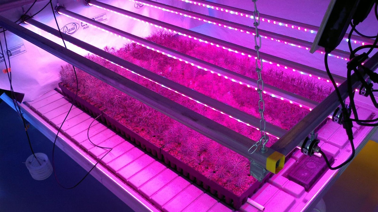 Putkimaiset led-valaisimet valottavat kuusen ja männyt taimia. Energiakulutukseltaan 50 watin luokkaa olevat valaisimet voidaan asentaa lähelle kasveja.