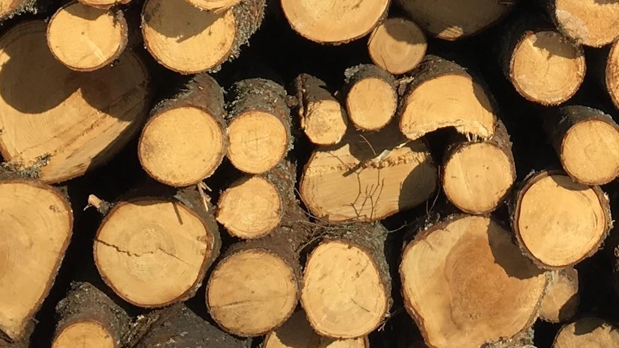 Sähköisen puukauppapaikka Kuution kautta kilpailutettiin 2,54 miljoonaa kuutiota puuta viime vuonna.