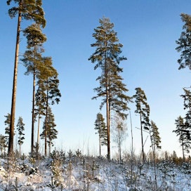 Lumi ja pakkanen saapuivat leudon alkutalven jälkeen Etelä-Suomeen. Tuuloksessa oli 13 asteen pakkanen.
talvi sää lumi metsä korjuukelit
