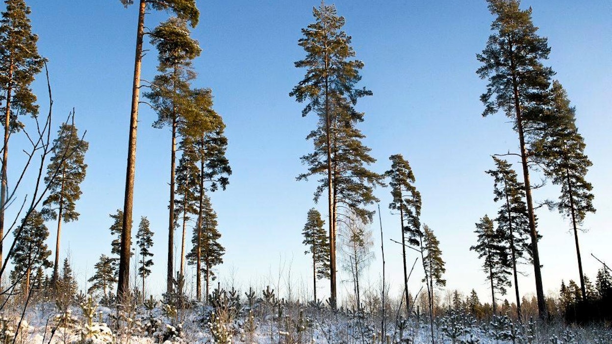 Lumi ja pakkanen saapuivat leudon alkutalven jälkeen Etelä-Suomeen. Tuuloksessa oli 13 asteen pakkanen.
talvi sää lumi metsä korjuukelit