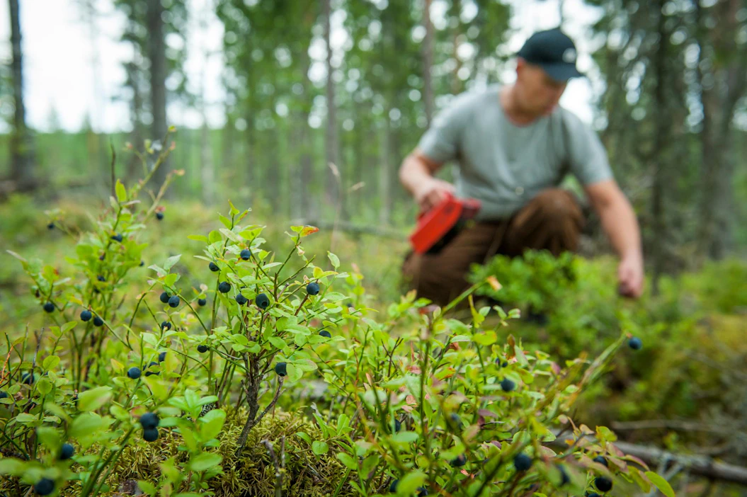 .Satomallit kertovat, kuinka erilaiset metsänkäsittelytoimenpiteet vaikuttavat marjasatoihin.