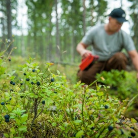 .Satomallit kertovat, kuinka erilaiset metsänkäsittelytoimenpiteet vaikuttavat marjasatoihin.