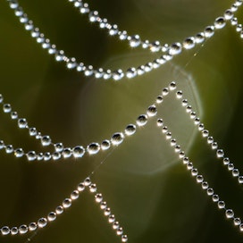 Hämähäkit ovat luoneet öiseen aikaan monimutkaiset seittikudelmansa kasvien varsille.
