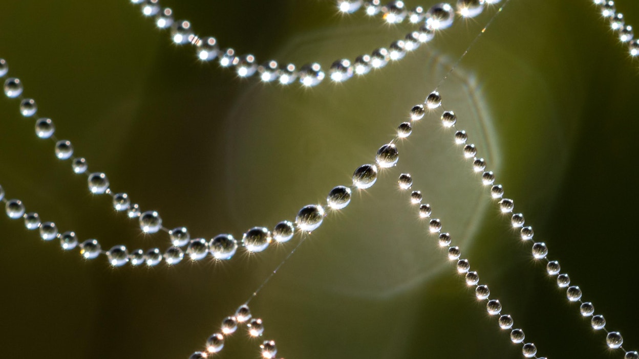 Hämähäkit ovat luoneet öiseen aikaan monimutkaiset seittikudelmansa kasvien varsille.