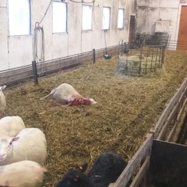 Sudet tappoivat viime viikon lopussa lampaita yläneläisen tilan pihapiirissä sijaitsevassa lampolassa.