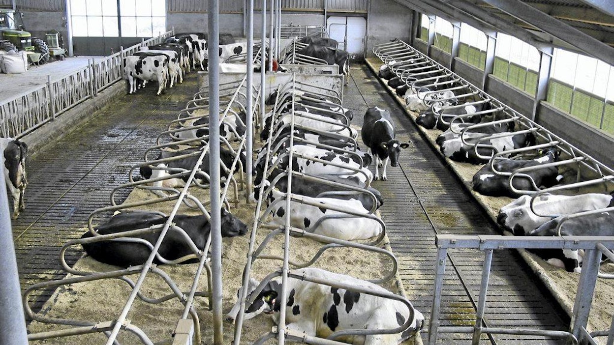 robottinavetta, Hollanti