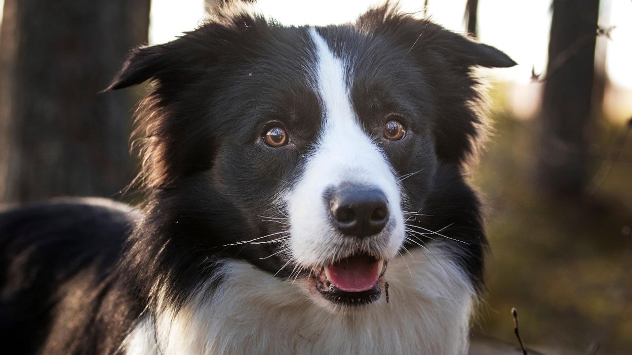 Kahdella koiralla Hongkongissa on todettu korona-virustartunta.