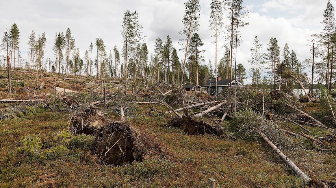 Koillismaalla kaatui juhannuksen tienoilla jopa pari miljoonaa kuutiota puuta. Kuva Taivalkosken Kylmäluomalta.