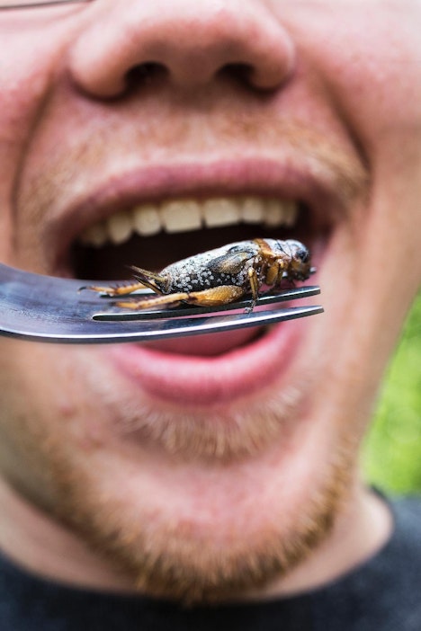 Elokuun Kantri kertoi hyönteistalouden käytännön sovelluksista.