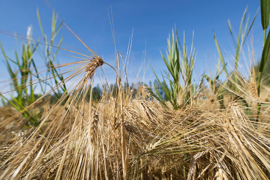 Hallituksen kuivuuspaketin yksityiskohdat selviävät tänään.