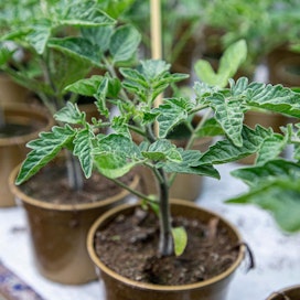 Oireilleiden tomaattien ylimmät lehdet kipristyvät ja kasvu hidastuu. Kuvan taimilla on kaikki hyvin.