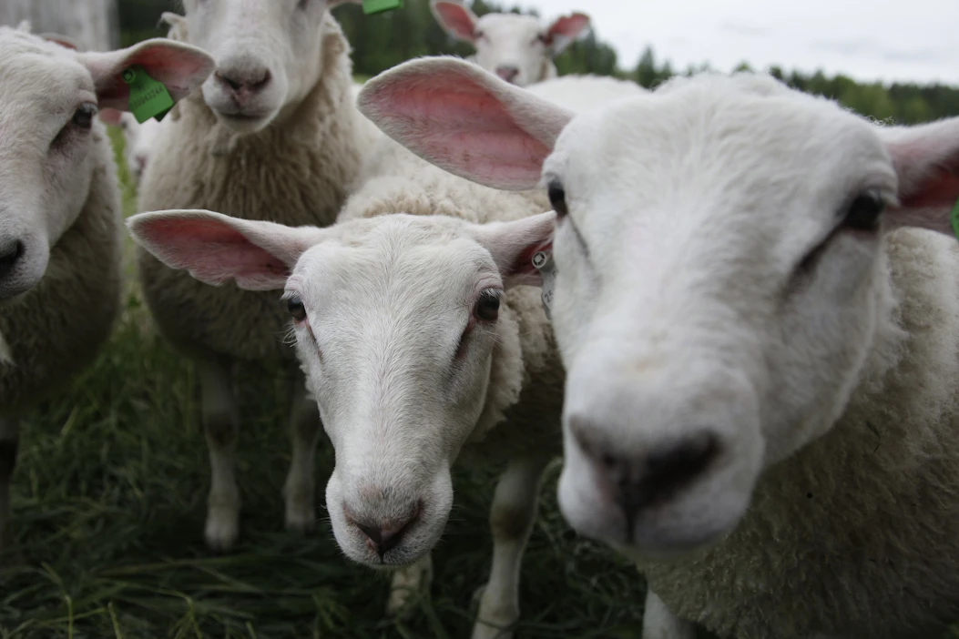 Ilman eläimen tainnutusta tehtävä halal-teurastus ei ole Suomessa sallittua. Kuvan lampaat eivät liity tapaukseen.