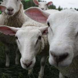 Ilman eläimen tainnutusta tehtävä halal-teurastus ei ole Suomessa sallittua. Kuvan lampaat eivät liity tapaukseen. 