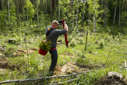 Metsän istutus sikaruton tartuntavyöhykkeellä on nyt sallittua.