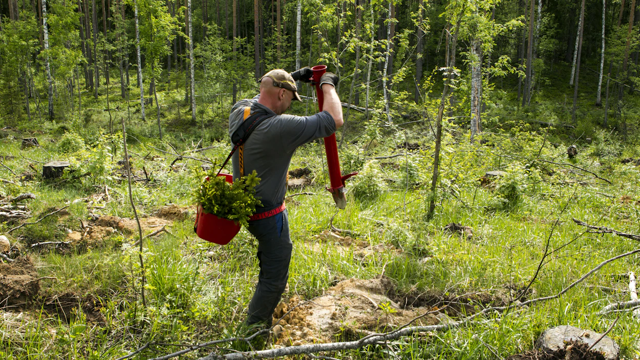 Metsän istutus sikaruton tartuntavyöhykkeellä on nyt sallittua.