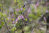Tornator on Suomen suurin yksityinen metsänomistaja. Kuvituskuva.