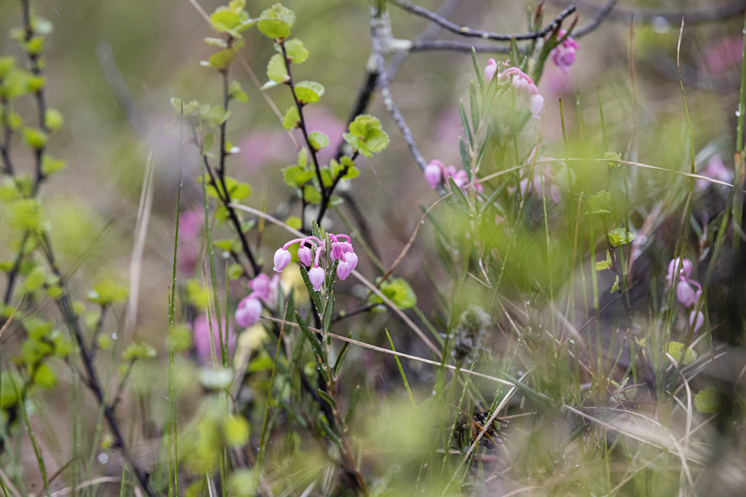 Tornator on Suomen suurin yksityinen metsänomistaja. Kuvituskuva.