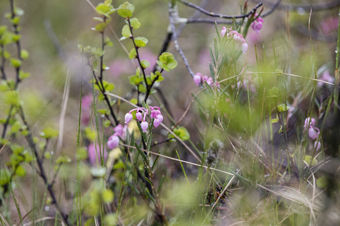 Tornator on Suomen suurin yksityinen metsänomistaja. Kuvituskuva.