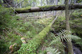 Tavanomaista enemmän metsiinsä lahopuuta jättävälle metsänomistajalle tulisi maksaa korvaus, Lauri Saaristo Tapiosta esittää.
