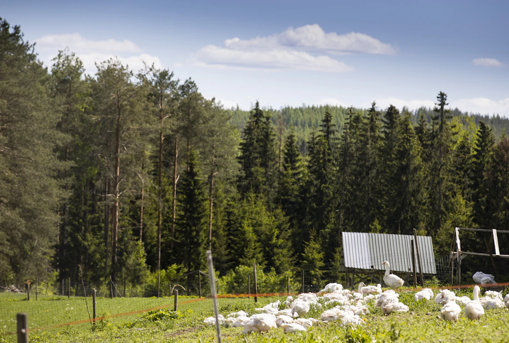 Hauhalan hanhifarmilla linnuilla on sisätiloissa tkäytössään tuplasti enemmän tilaa, kuin mitä eläinsuojelulaki vaatisi, laitumilla vieläkin enemmän.