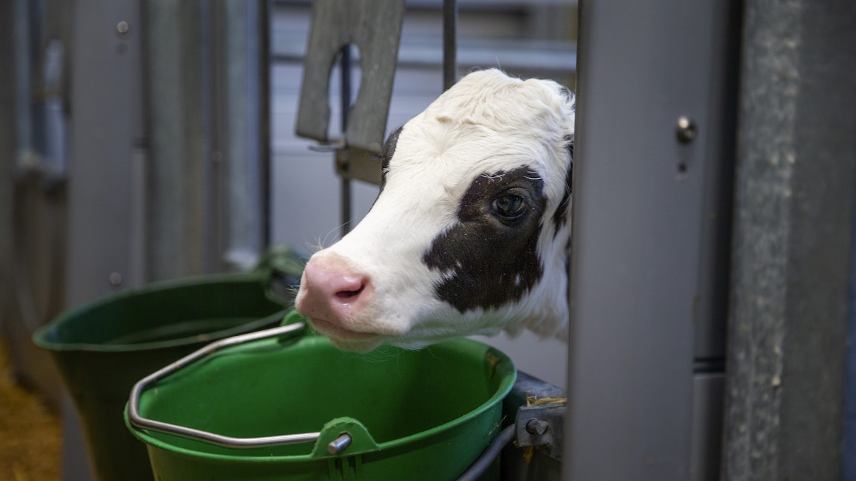 Maitotiloilla ei yleensä ole tiloja kasvattaa vasikoita juottoiän päättymisen jälkeen. 