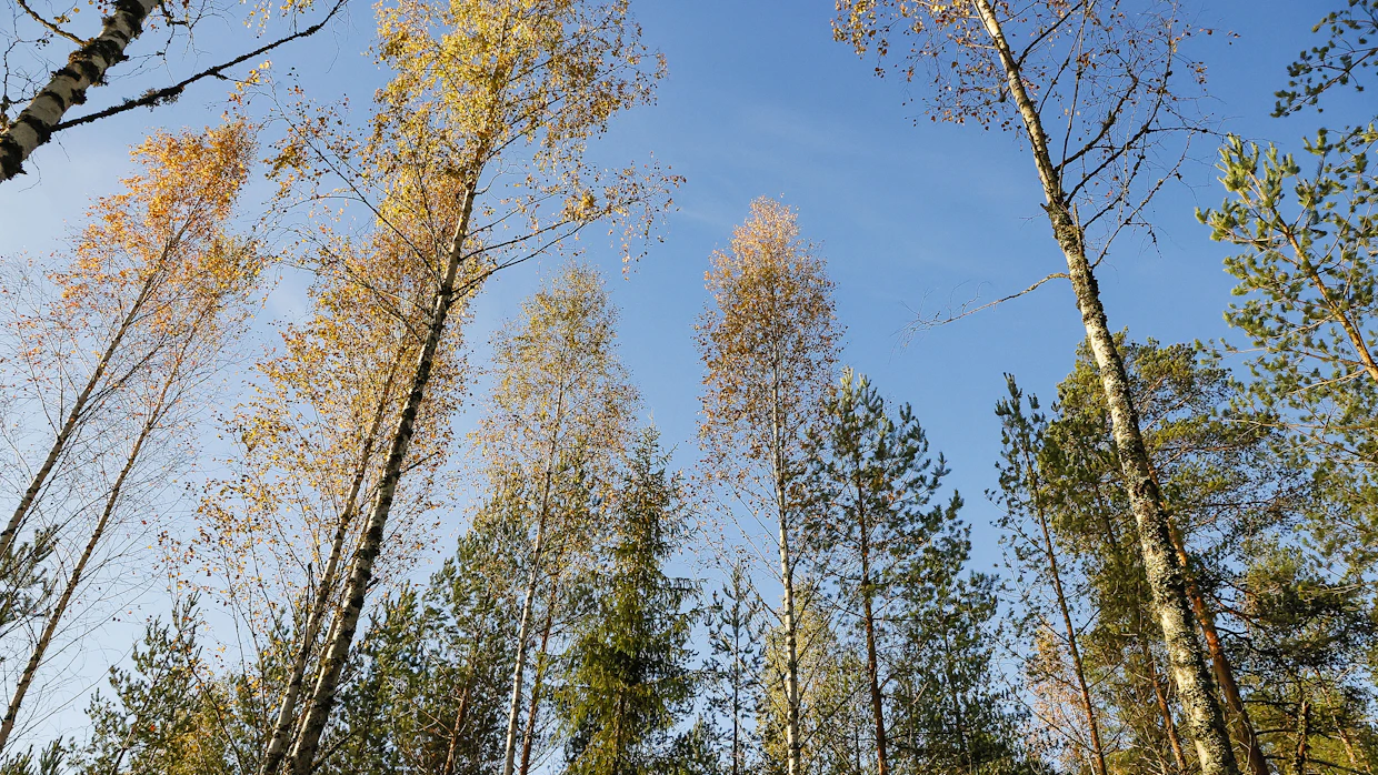 ”Meillä sekametsä ei ole ideologinen, vaan käytännön sanelema juttu”, Touko Hyvämäki toteaa.