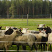 Huolimatta kalliista suojauksista petovahingot ovat jatkuneet ja tulevaisuus huolettaa tilallisia.