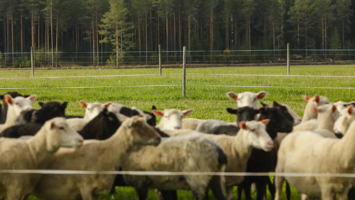 Huolimatta kalliista suojauksista petovahingot ovat jatkuneet ja tulevaisuus huolettaa tilallisia.