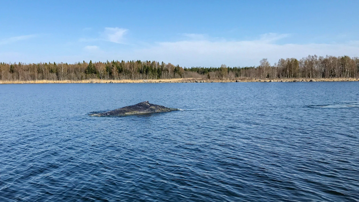Ryhävalaita on silloin tällöin eksynyt Itämerelle ja Suomen aluevesille asti. Kuva on Merenkurkusta vuodelta 2018. LEHTIKUVA / Handout / Merivartiosto.