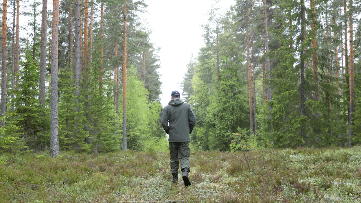 Hiilimarkkina voi tarjota metsänomistajille mahdollisuuksia, mutta markkinan ymmärtäminen on vaikeaa.