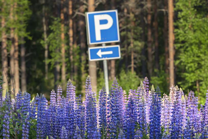 Nuuksion kansallispuiston matkailijat voivat osallistua lupiinin torjuntaan.