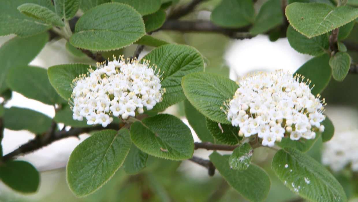 Villaheisi (<em id="emphasis-4c50902fa97881c7bbf95b0939eb0c4e">Viburnum lantana</em>) on helppohoitoinen varjon ja puolivarjon pensas. Sen lehtiä peittää samettinen nukka.