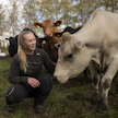 Emolehmiä kasvattavan Emmi Räsäsen tavoitteena on tasainen karja, joka poikii tiiviiseen tahtiin keväällä.