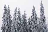 Lapinjärven tutkimusmetsästä kaadetaan kasvatuspöllejä uhanalaisille kääville.