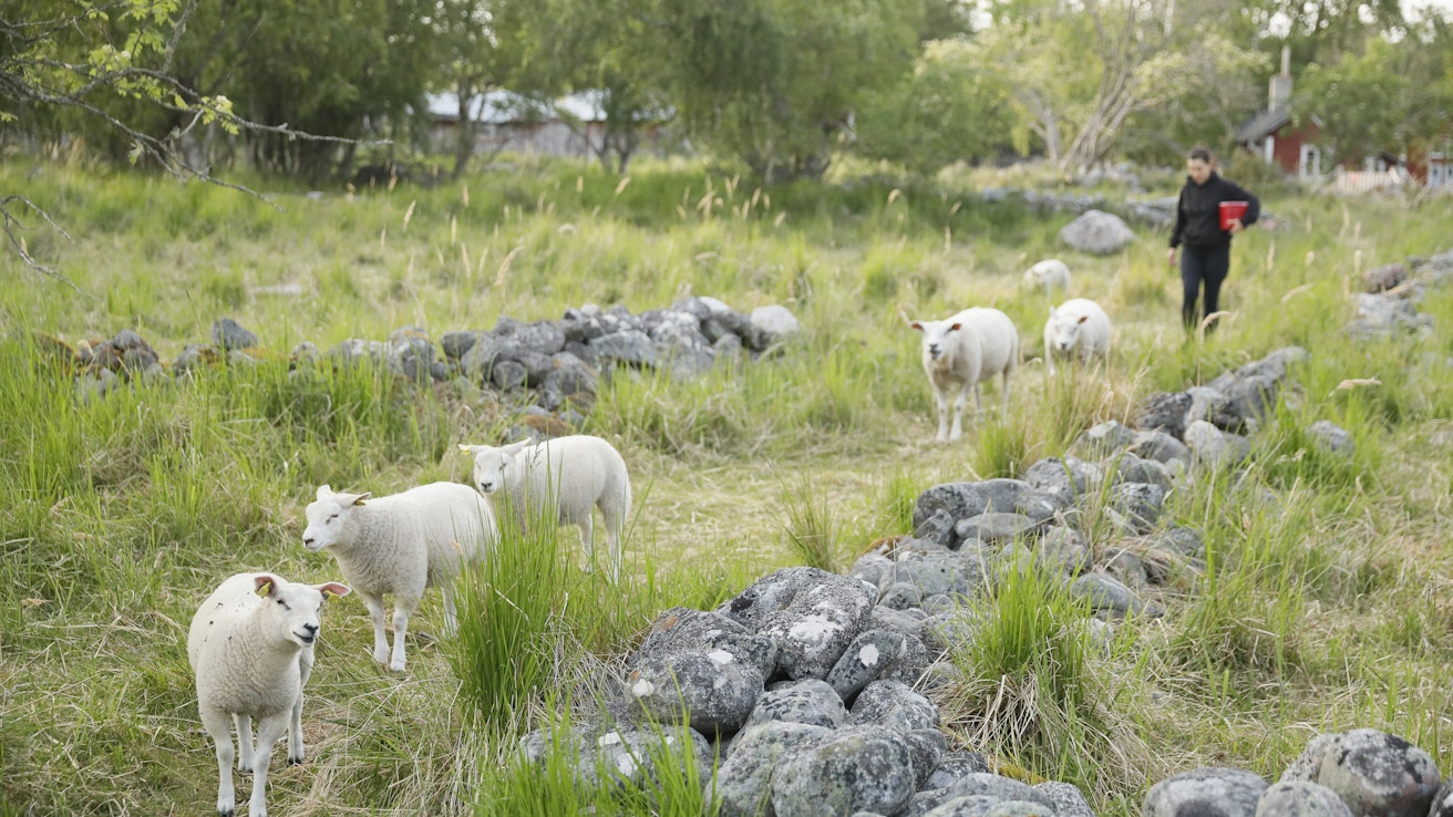 Lampaat hoitavat perinnemaisemia monissa kohteissa, myös Isokarin majakkasaarella. 