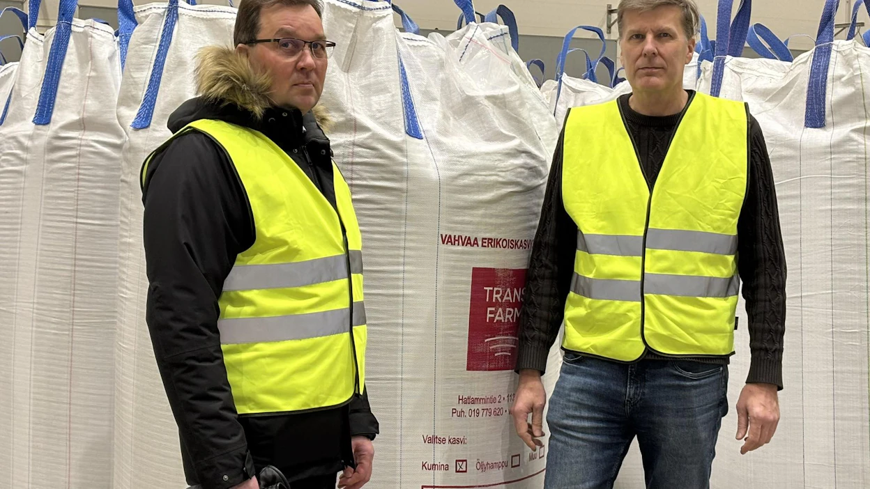 Tuomas Levomäki ja Jyrki Leppälä kertovat, että kuminasta saadaan hehtaarilta noin kahden kuution verran satoa. Sellainen määrä mahtuu säilytettäväksi esimerkiksi suursäkissä.