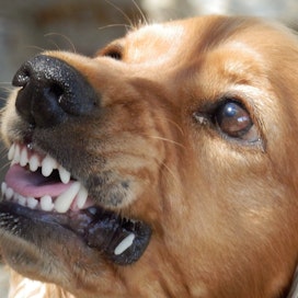 Koiran epävarmuus ja aggressiivisuus liittyvät usein toisiinsa.