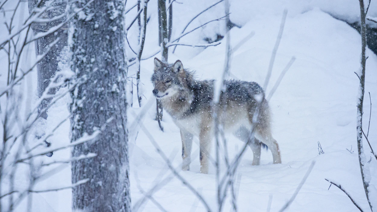 Kuluvana metsästysvuonna liikenteessä on kuollut kolme, poliisin päätöksellä yksi ja riistakeskuksen vahinkoperusteisella poikkeusluvalla yksi susi. Arkistokuva Ranualta.