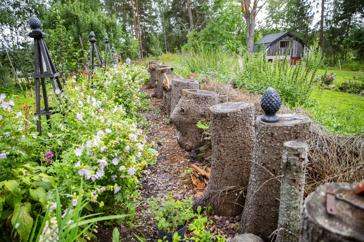 Tonttia pimentäneet valtavat kuusiaidat jouduttiin kaatamaan, mutta kannot jätettiin pystyyn ja oksat hyödynnettiin risuaitana hyönteisten ja muiden eläinten hyödyksi. Samalla syntyi luonteva rajaus tuvan tontille ja säilytettiin osa puutarhan historiaa.