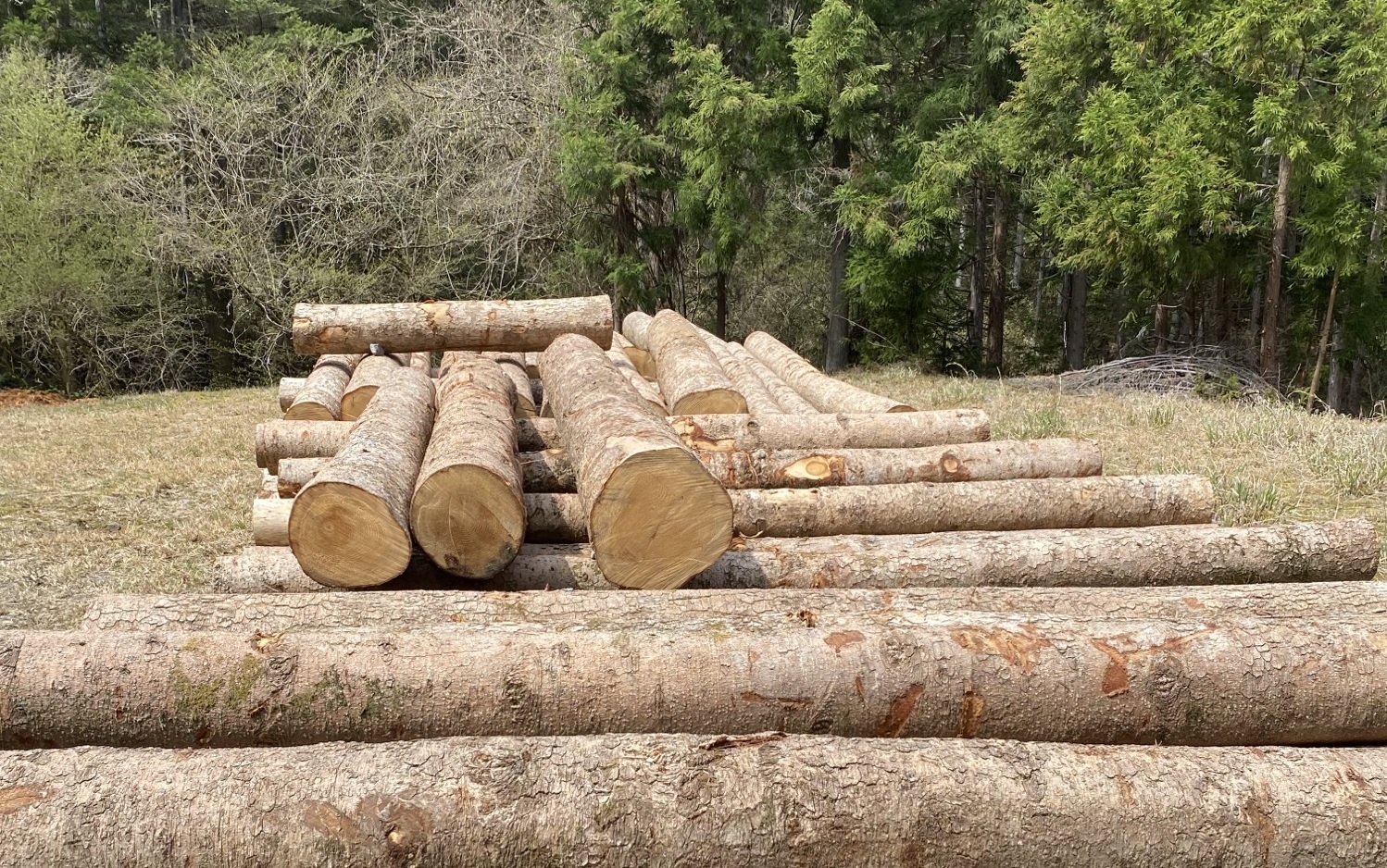 Japanin metsätalouden alavire pitää ovet auki Suomen metsäviennille.