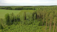 Valtio haluaa varmistaa uuden metsän synnyn uudistamis- ja taimettumisilmoituksilla.