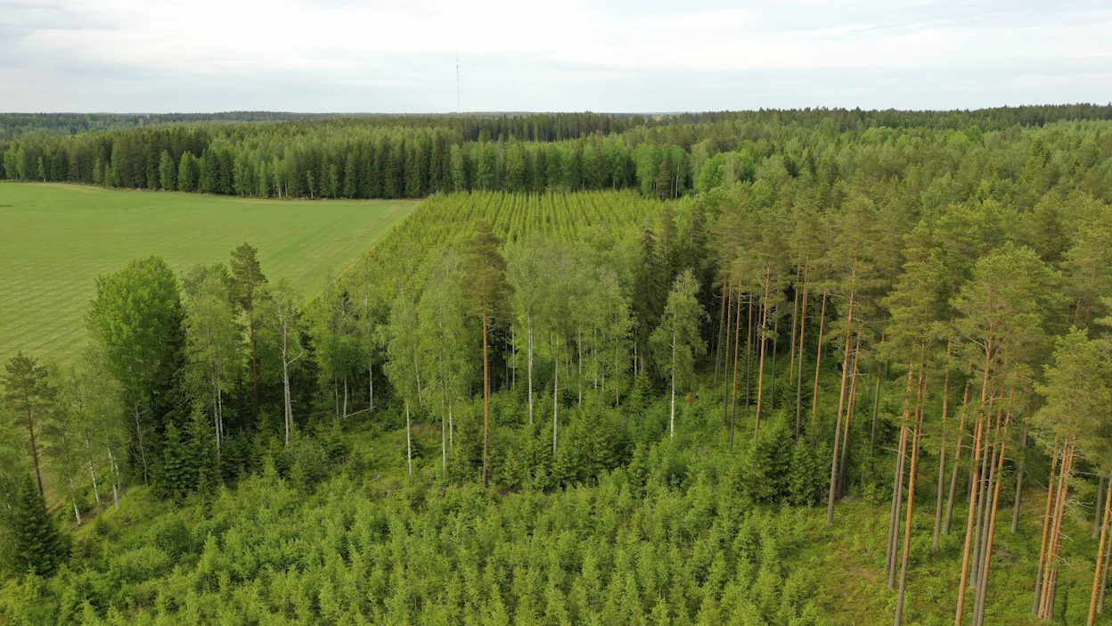 Valtio haluaa varmistaa uuden metsän synnyn uudistamis- ja taimettumisilmoituksilla.