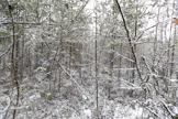 Metsänhoidon suositukset täydentyvät lähivuosina hoitamattomien tai puutteellisesti hoidettujen talousmetsien harvennusohjeilla. 