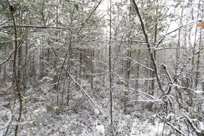 Metsänhoidon suositukset täydentyvät lähivuosina hoitamattomien tai puutteellisesti hoidettujen talousmetsien harvennusohjeilla. 