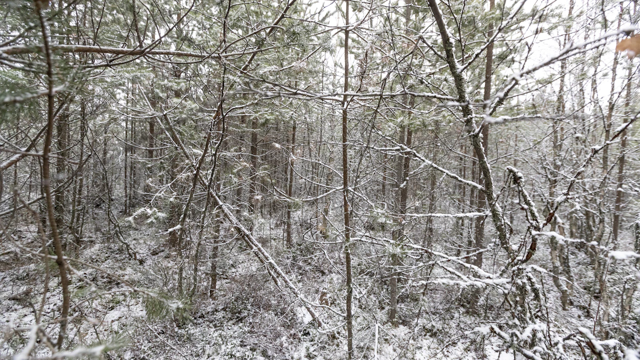 Metsänhoidon suositukset täydentyvät lähivuosina hoitamattomien tai puutteellisesti hoidettujen talousmetsien harvennusohjeilla.
